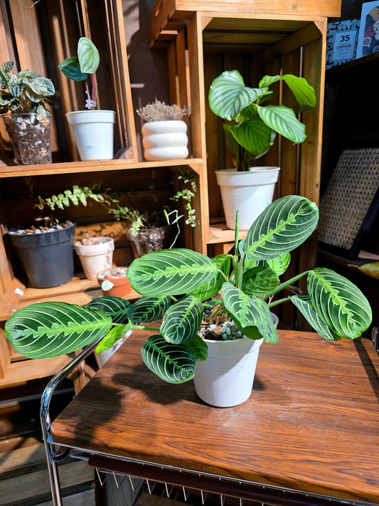 Maranta leuconeura lemon lime 檸檬竹芋