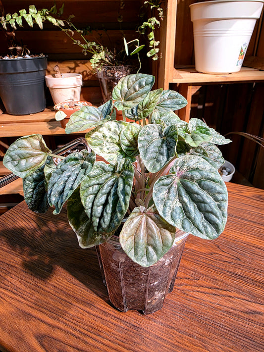 Peperomia pink lady 變色椒草