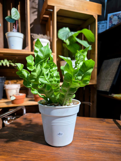 Asplenium nidus 火焰鳥巢蕨