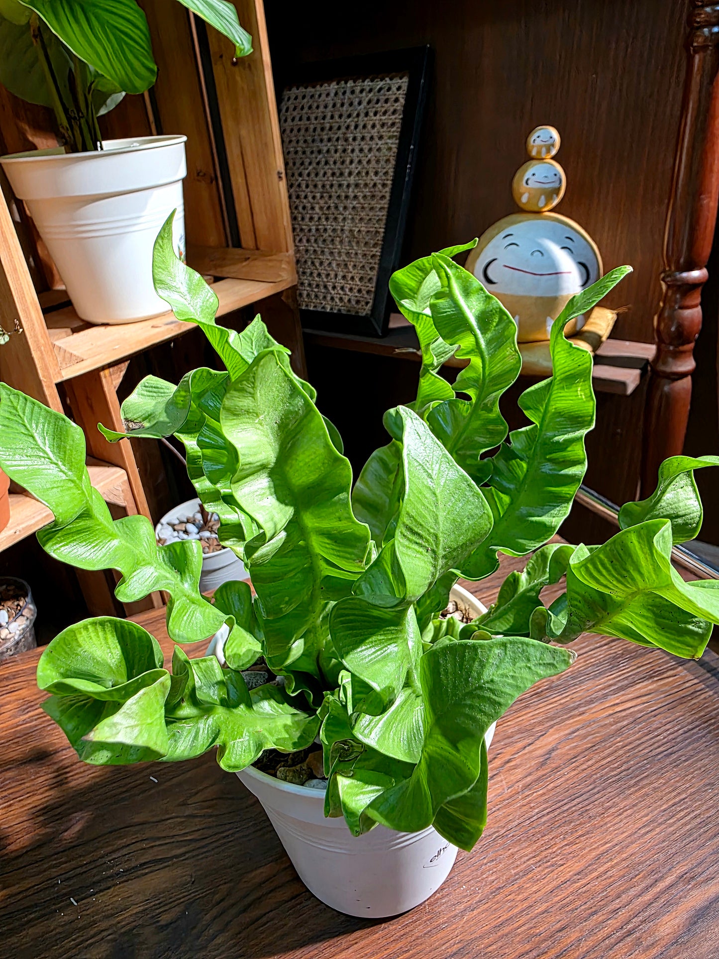 Asplenium nidus 火焰鳥巢蕨