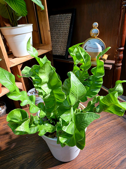 Asplenium nidus 火焰鳥巢蕨