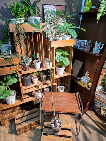 Pachira aquatica 馬拉巴栗原生種發財樹