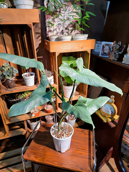 Philodendron hastatum 哈斯塔姆蔓綠絨