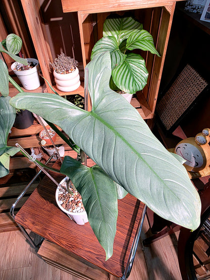 Philodendron hastatum 哈斯塔姆蔓綠絨