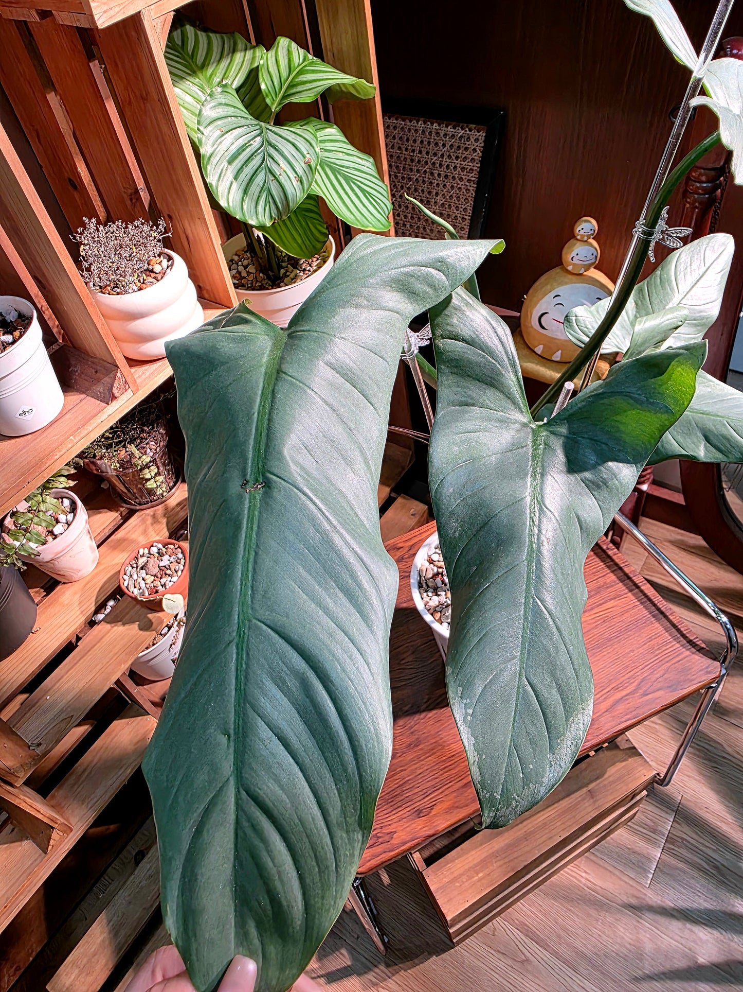 Philodendron hastatum 哈斯塔姆蔓綠絨