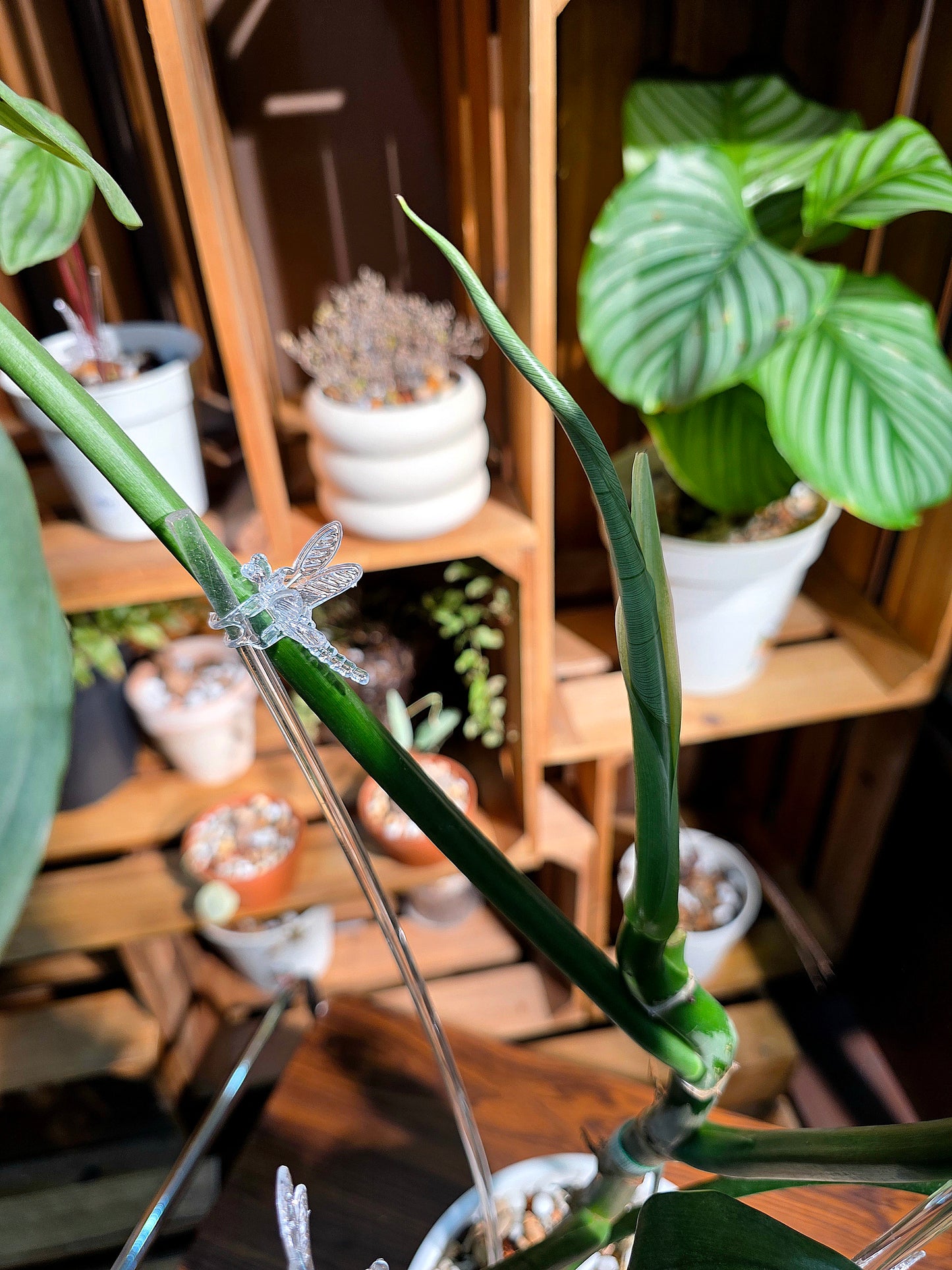 Philodendron hastatum 哈斯塔姆蔓綠絨