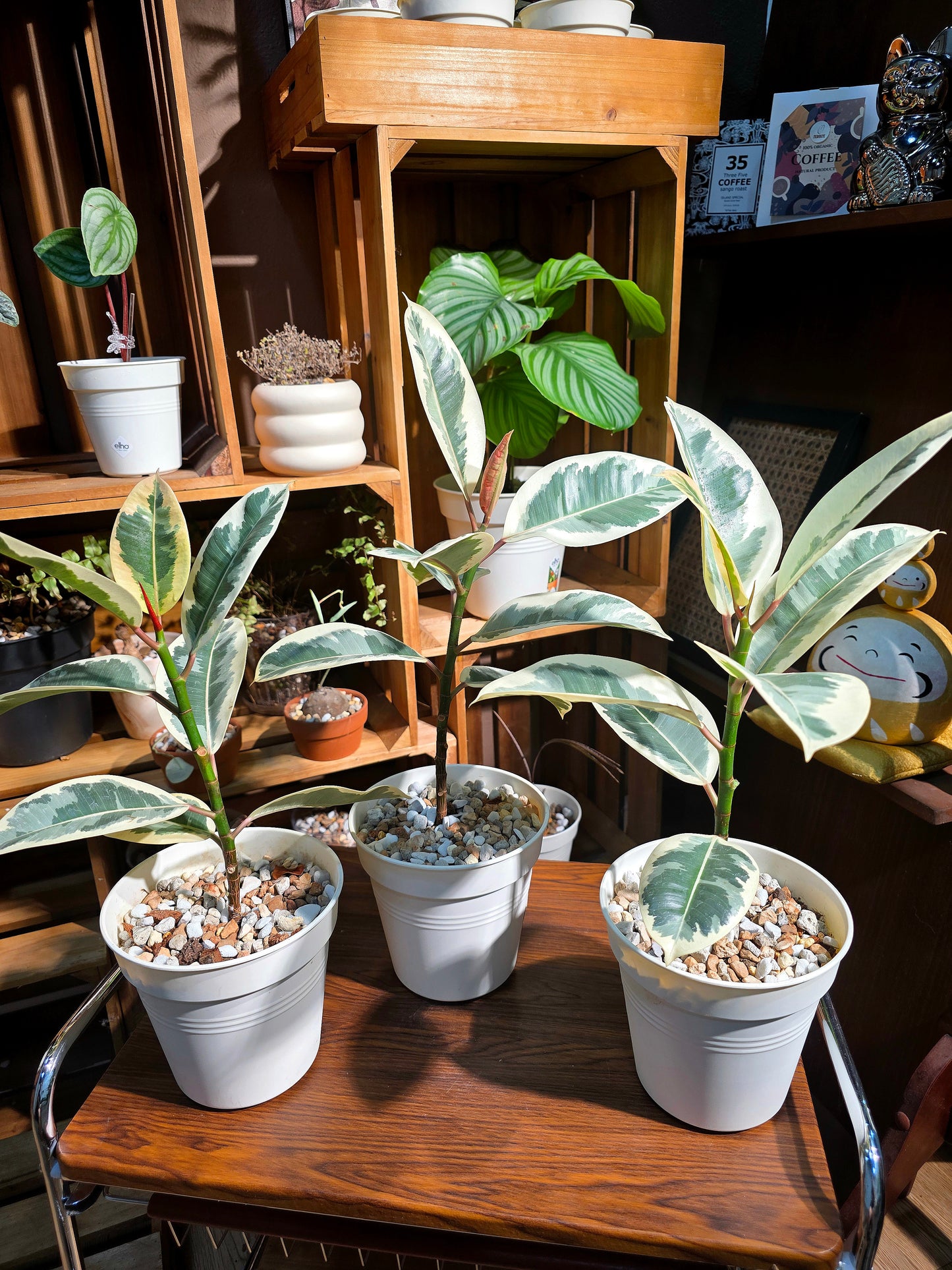 Ficus tineke 斑葉橡皮樹