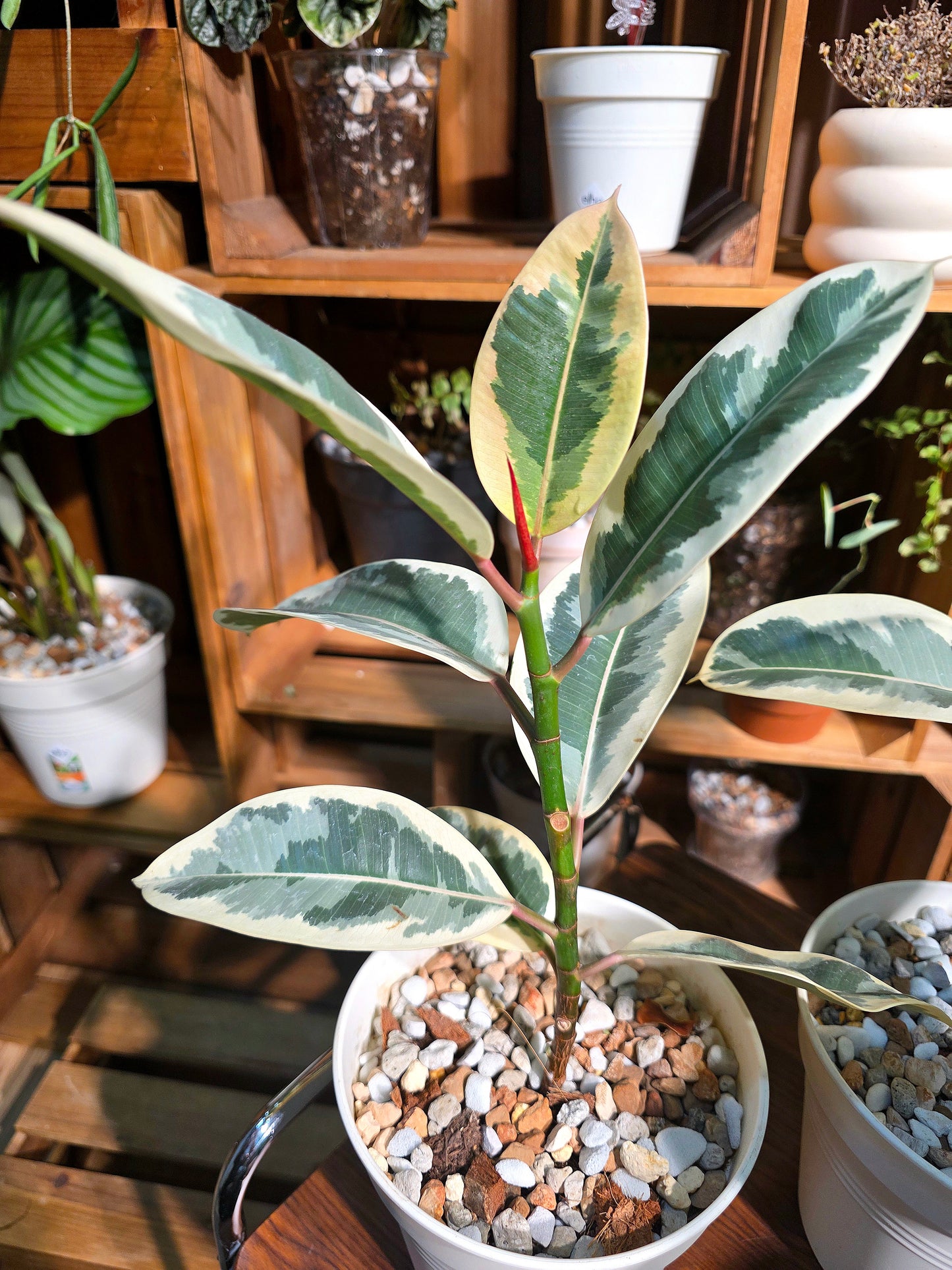 Ficus tineke 斑葉橡皮樹