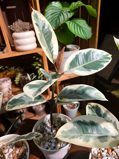 Ficus tineke 斑葉橡皮樹