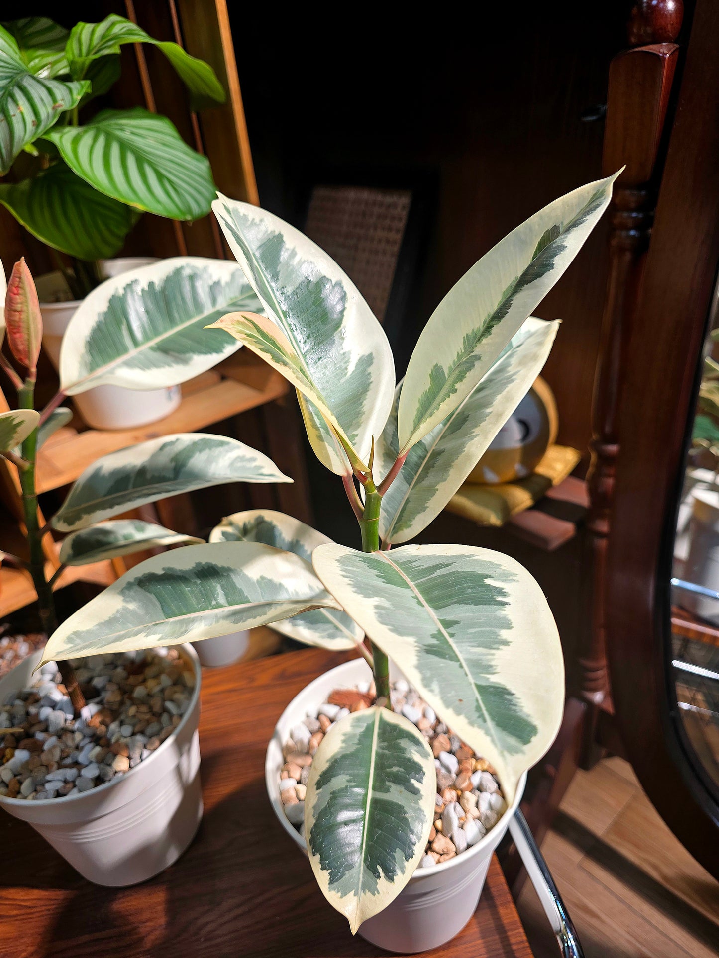Ficus tineke 斑葉橡皮樹