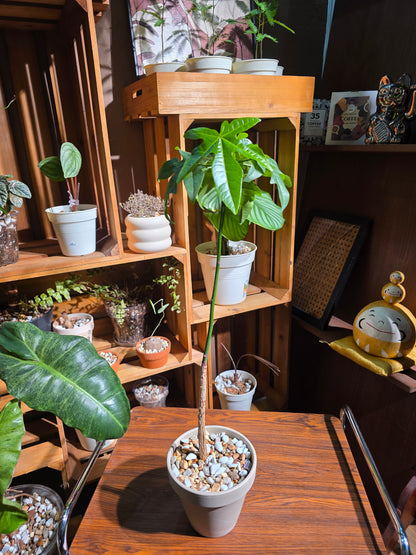 Brachychiton acerifolius 澳洲火焰木