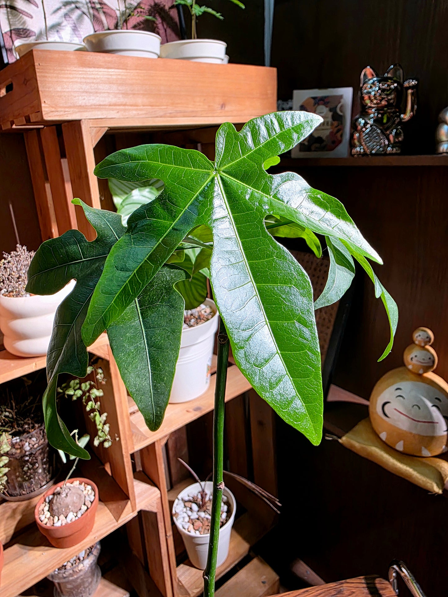 Brachychiton acerifolius 澳洲火焰木