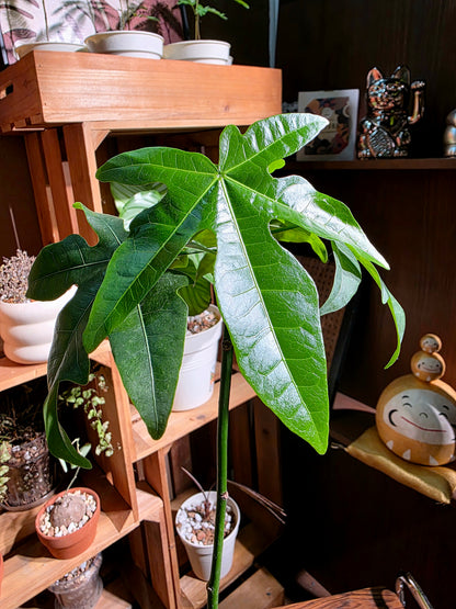 Brachychiton acerifolius 澳洲火焰木