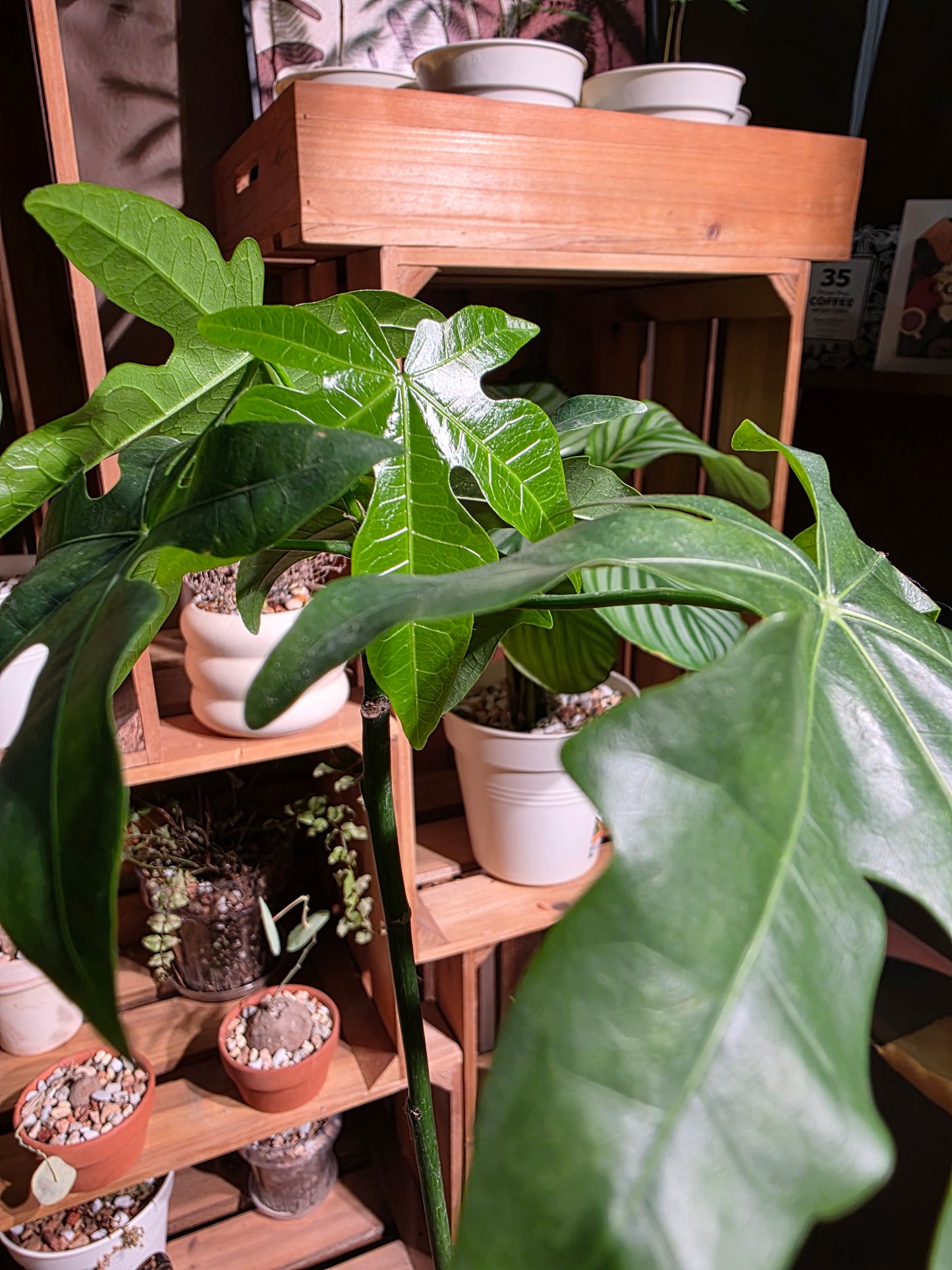 Brachychiton acerifolius 澳洲火焰木