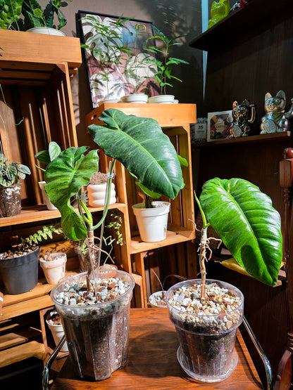 Philodendron paraiso verde 綠天堂蔓綠絨