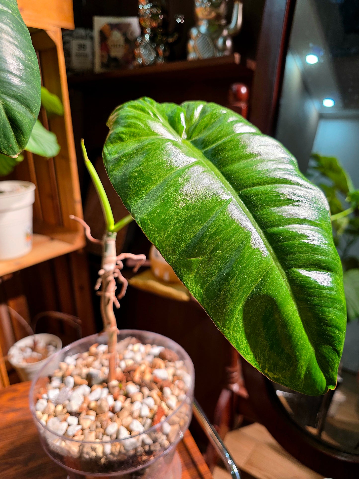 Philodendron paraiso verde 綠天堂蔓綠絨