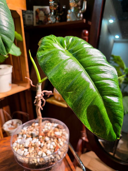 Philodendron paraiso verde 綠天堂蔓綠絨