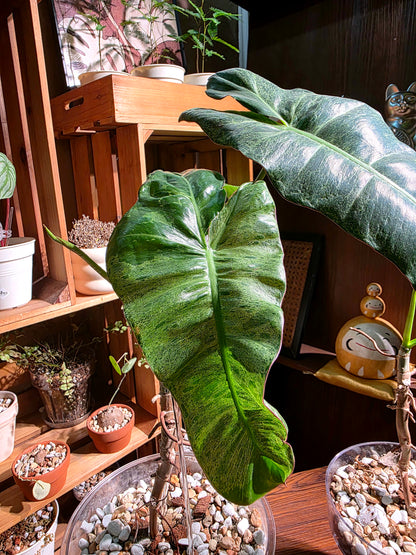 Philodendron paraiso verde 綠天堂蔓綠絨