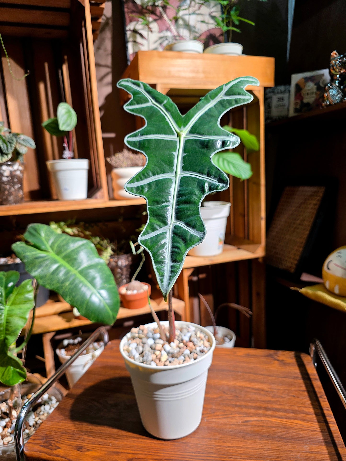 Alocasia nobilis 諾比海芋