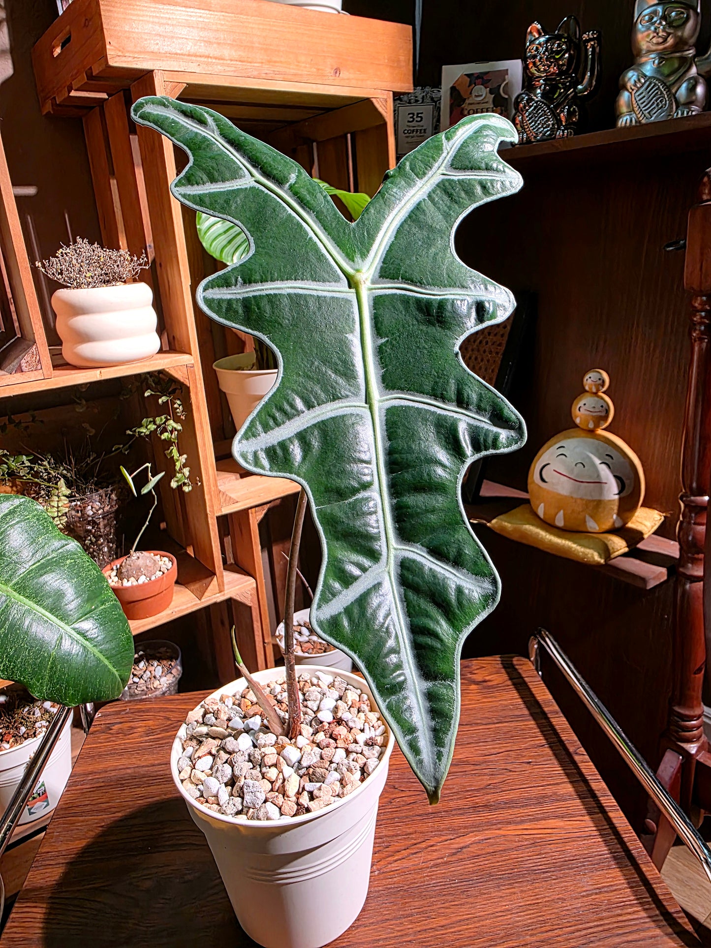 Alocasia nobilis 諾比海芋