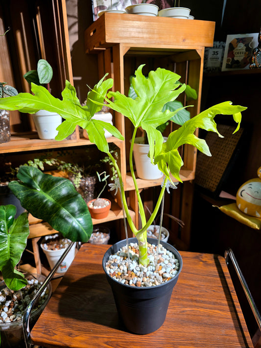 Philodendron warscewiczii aurea flavum 黃金春羽