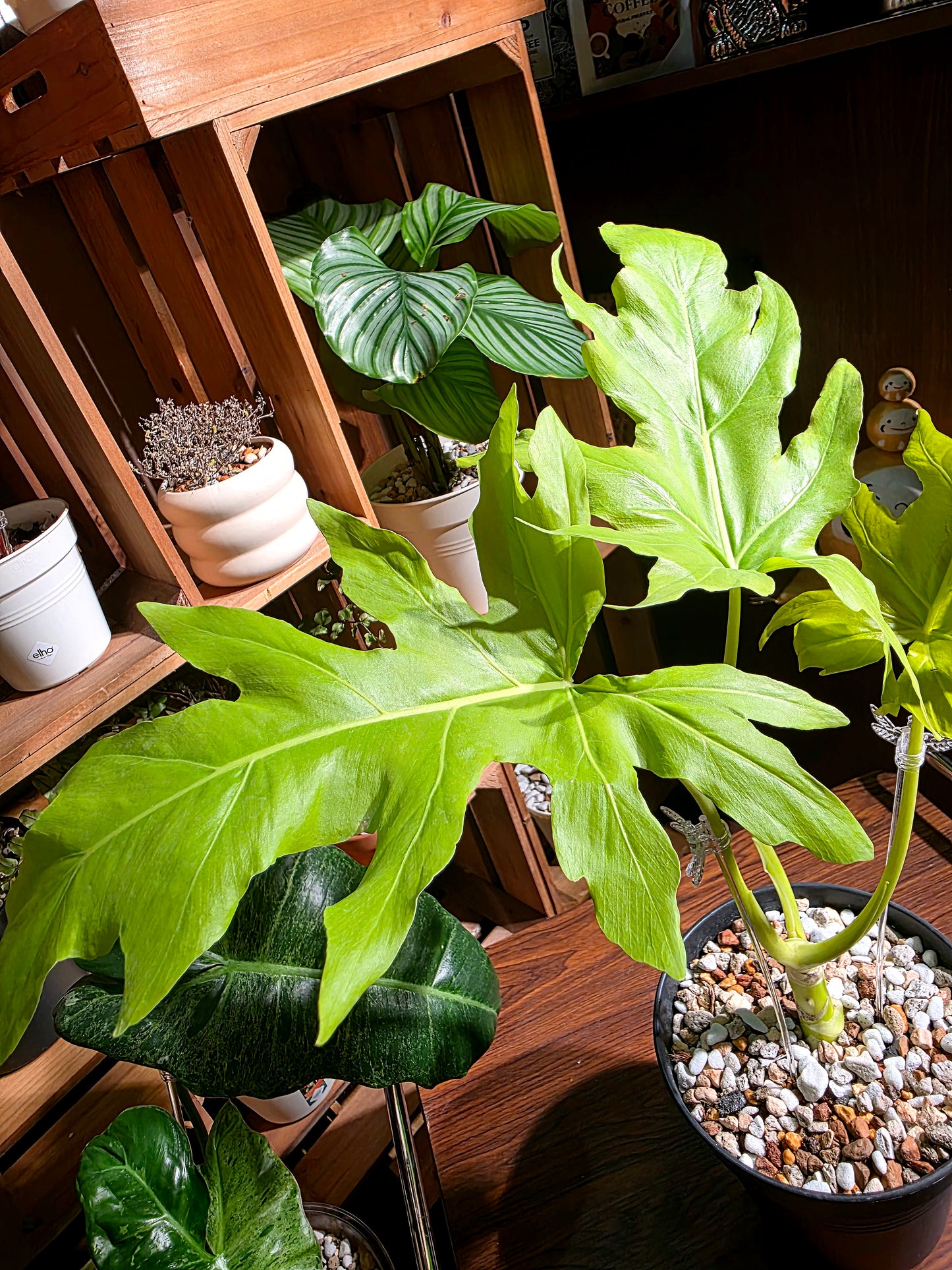 Philodendron warscewiczii aurea flavum 黃金春羽