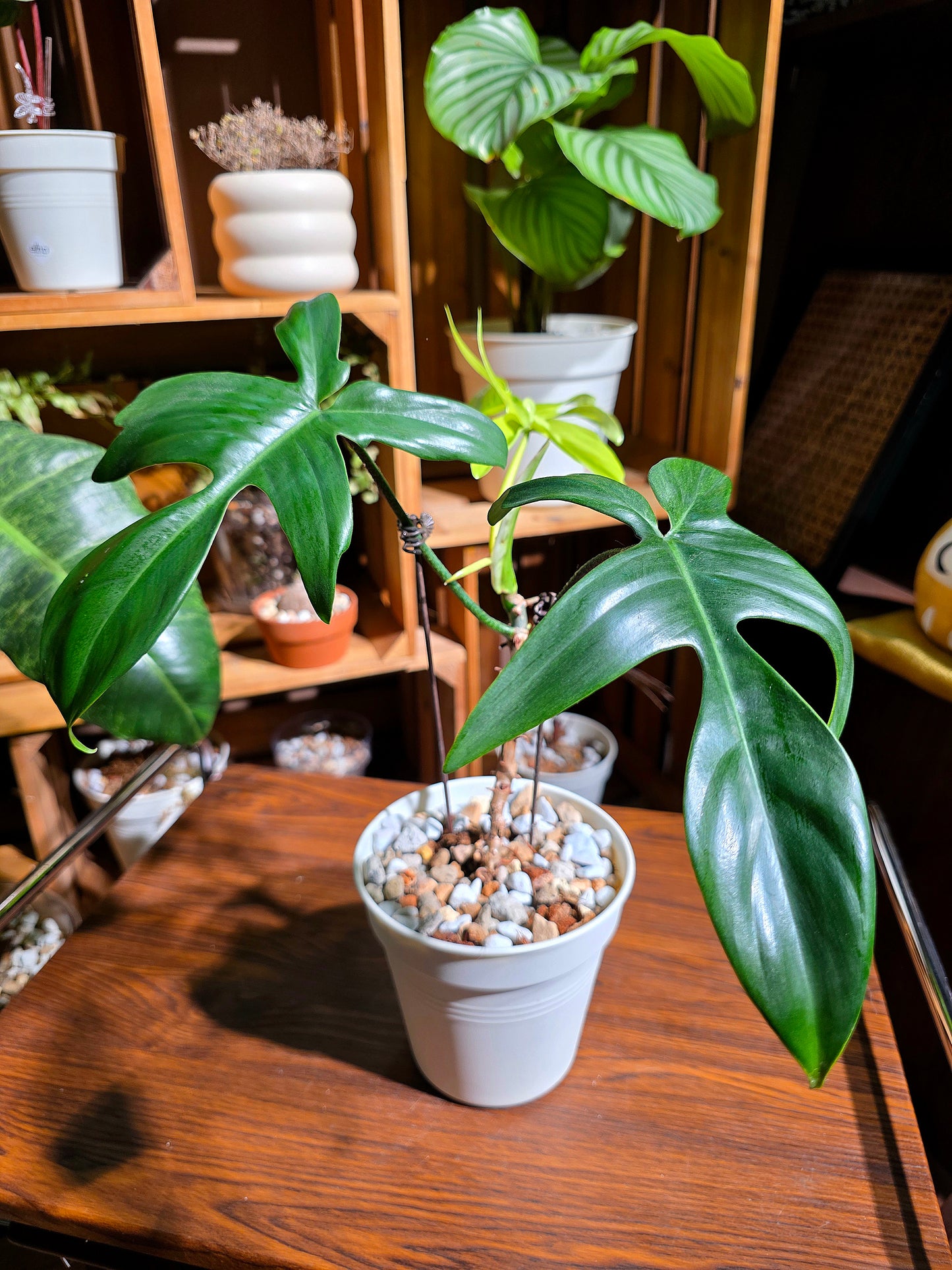 Philodendron florida ghost 幽靈蔓綠絨