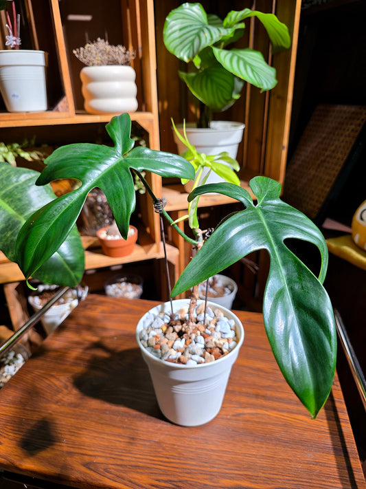 Philodendron florida ghost 幽靈蔓綠絨