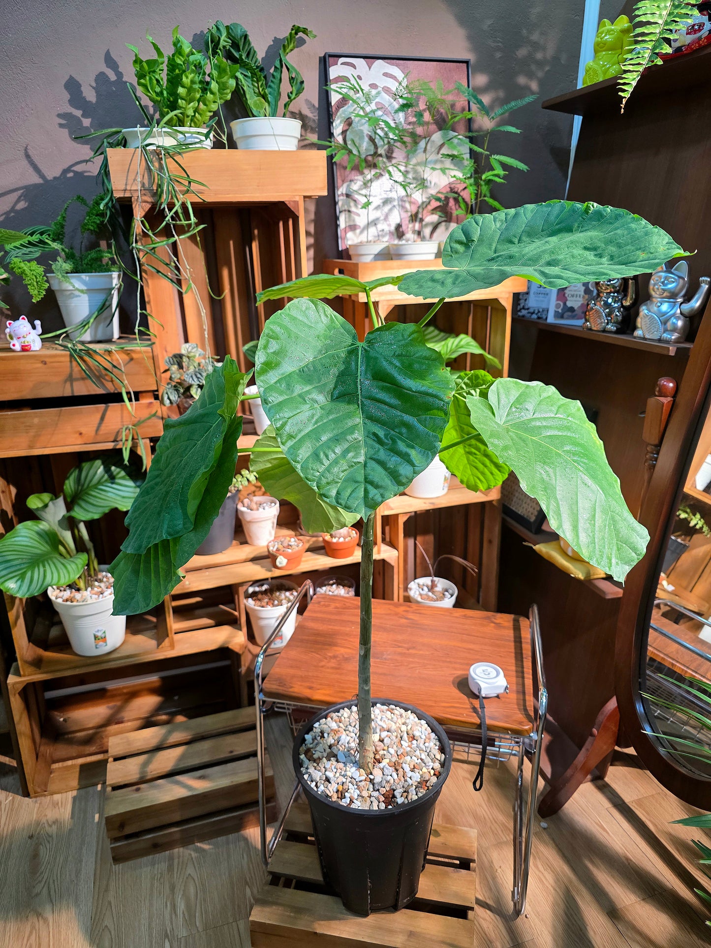 Ficus umbellata 心葉榕