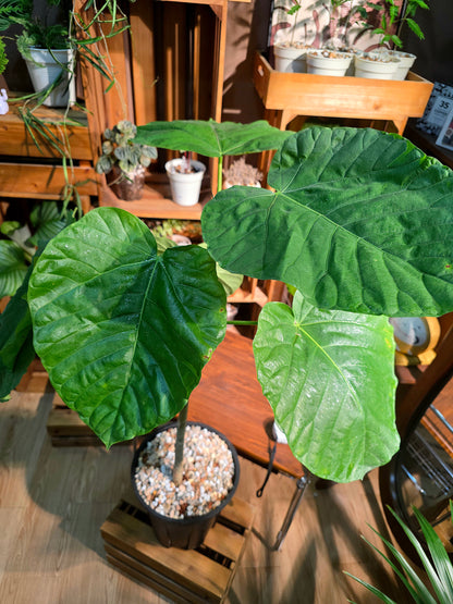 Ficus umbellata 心葉榕