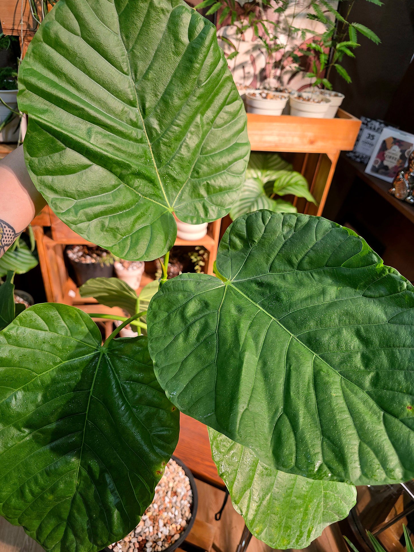 Ficus umbellata 心葉榕