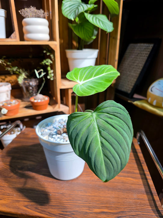 Philodendron gloriosum 錦緞蔓綠絨