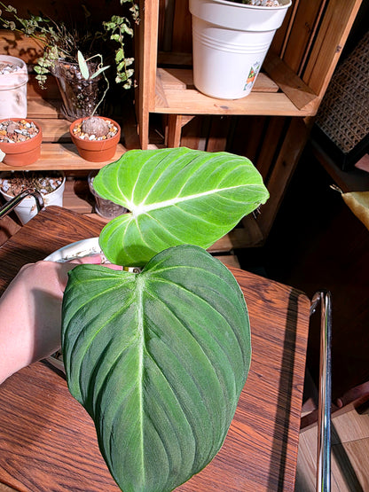 Philodendron gloriosum 錦緞蔓綠絨