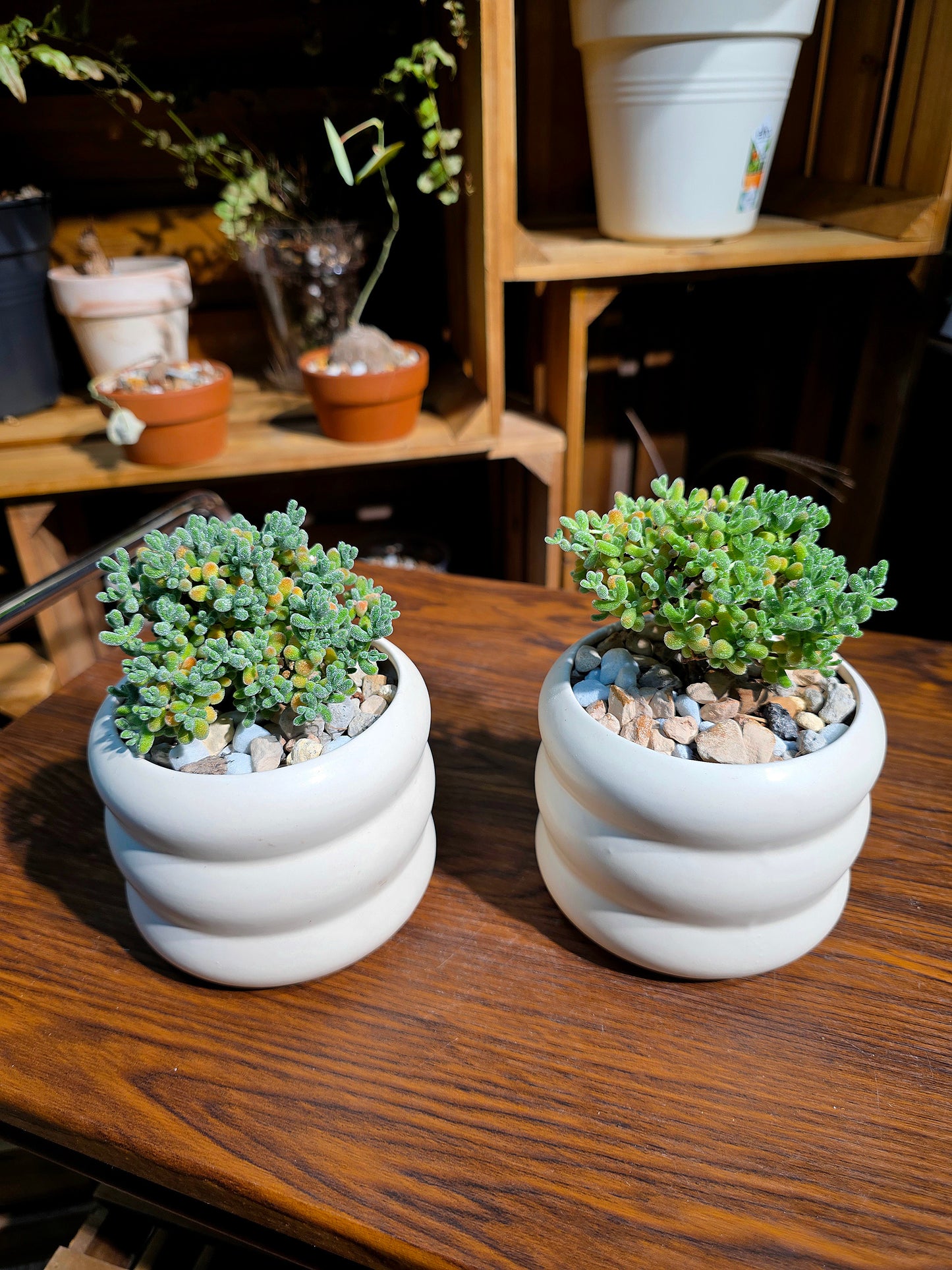 Drosanthemum sp skilpad 冰晶番杏