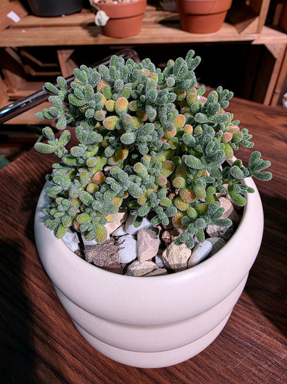 Drosanthemum sp skilpad 冰晶番杏