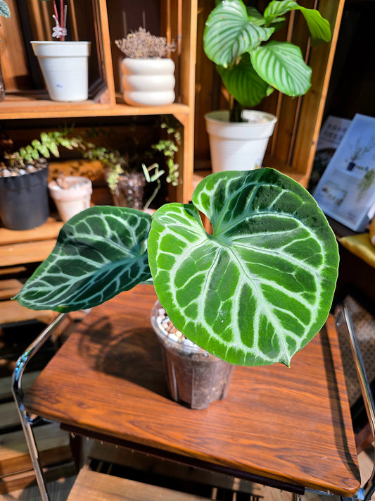 Anthuruium dorayaki x crystallinum