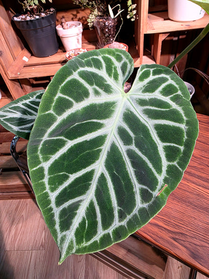 Anthuruium dorayaki x crystallinum