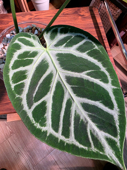 Anthuruium dorayaki x crystallinum