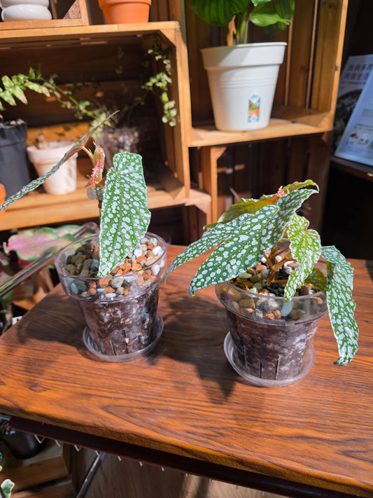 Begonia white ice 白冰秋海棠