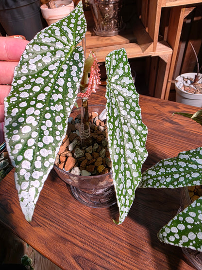 Begonia white ice 白冰秋海棠