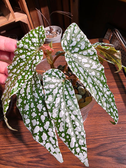 Begonia white ice 白冰秋海棠