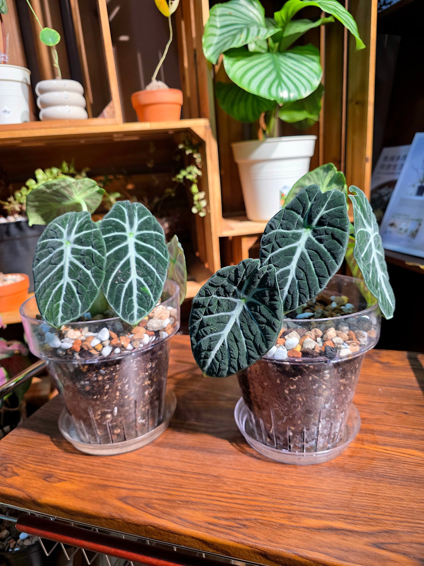 Alocasia ninja 忍者海芋