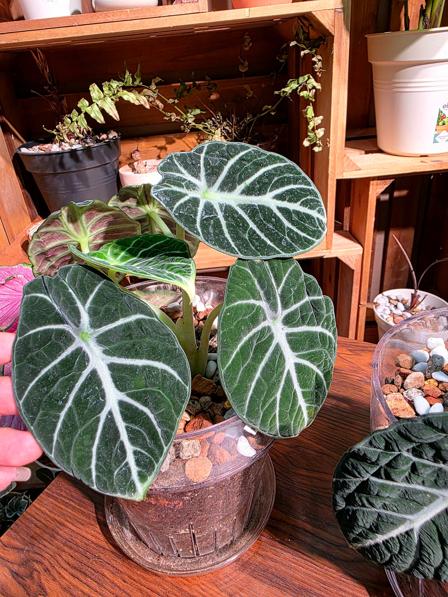 Alocasia ninja 忍者海芋