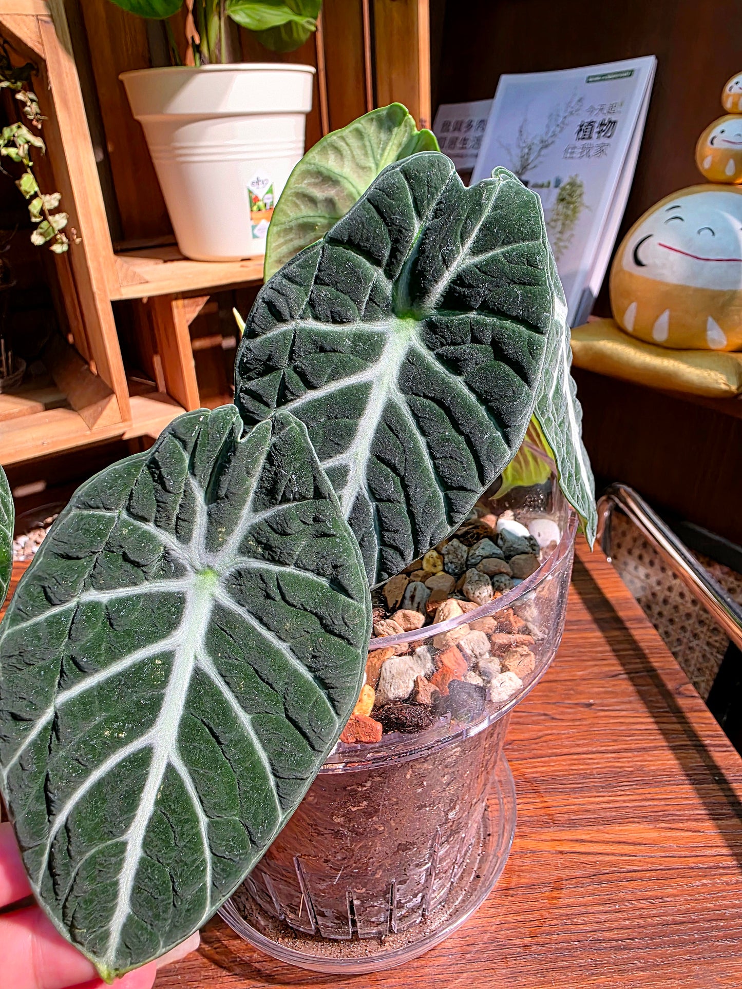 Alocasia ninja 忍者海芋