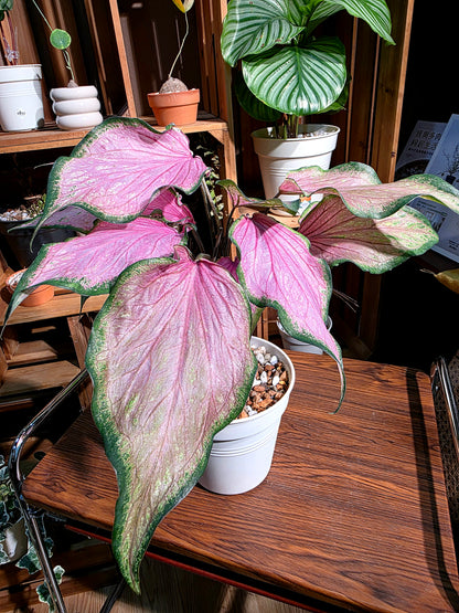 Caladium 彩葉芋