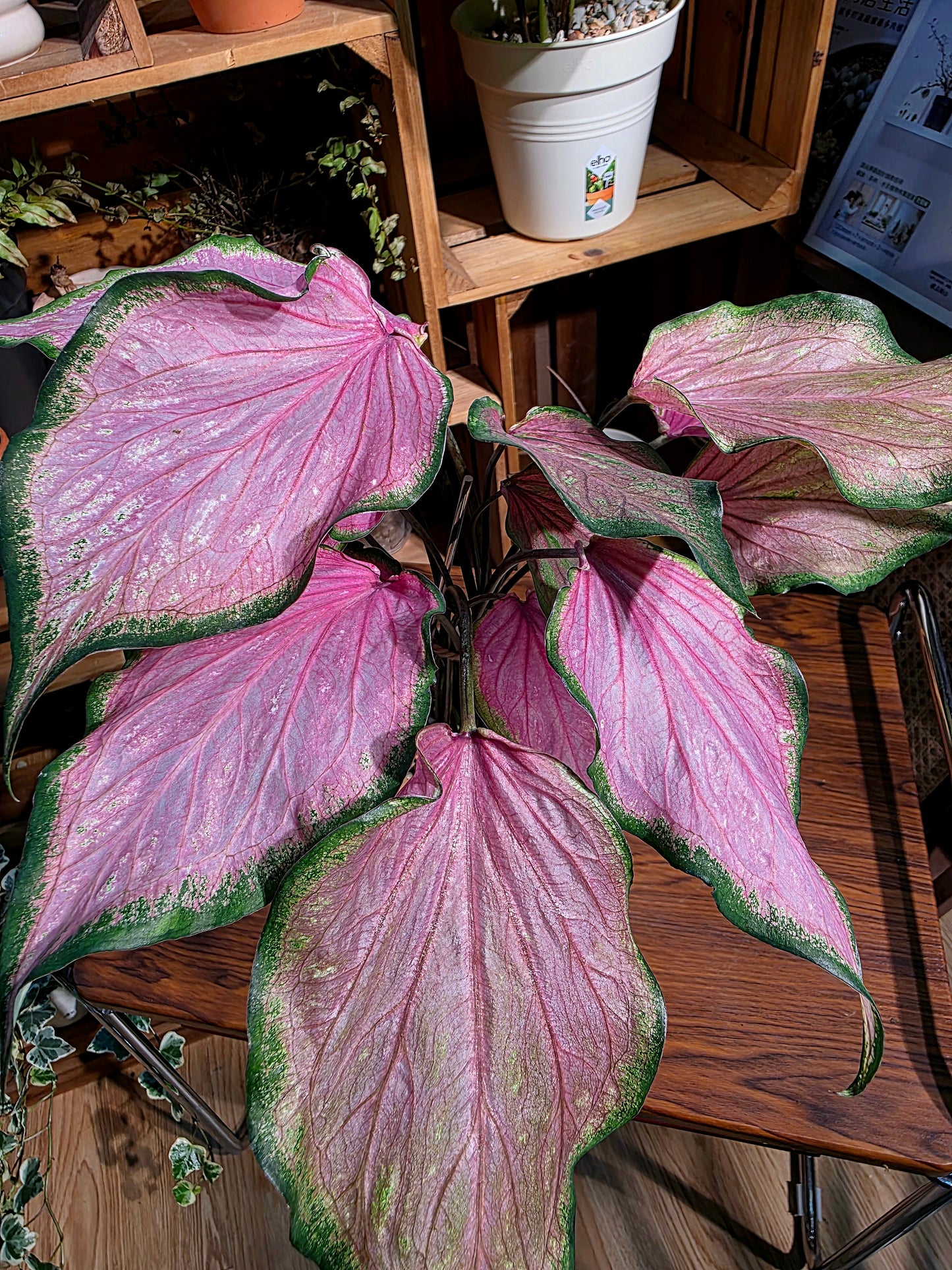 Caladium 彩葉芋