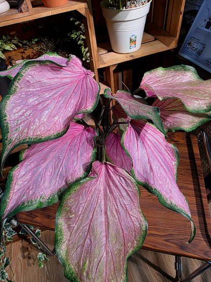 Caladium 彩葉芋