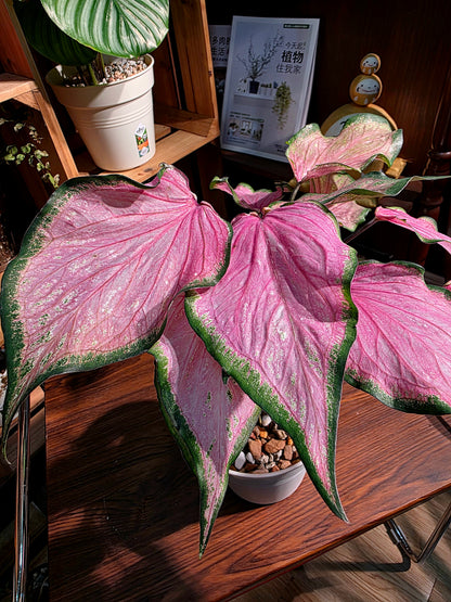 Caladium 彩葉芋