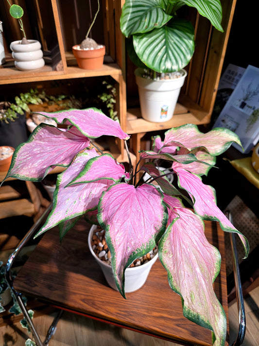 Caladium 彩葉芋