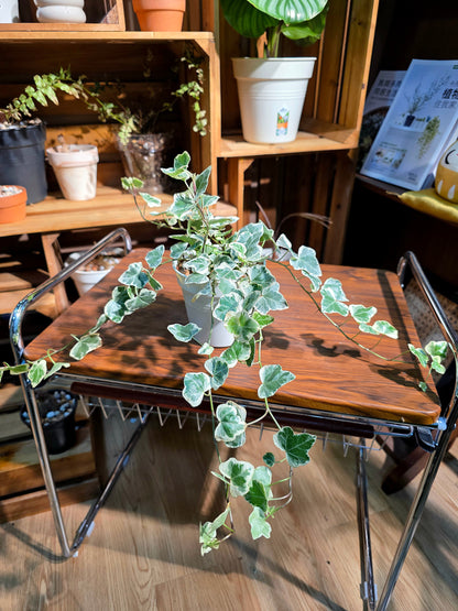 Hedara helix yukihotaru 雪瑩常春藤